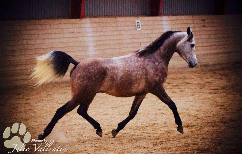 Arabisk fuldblod (OX) Ihh Sejt billede 18