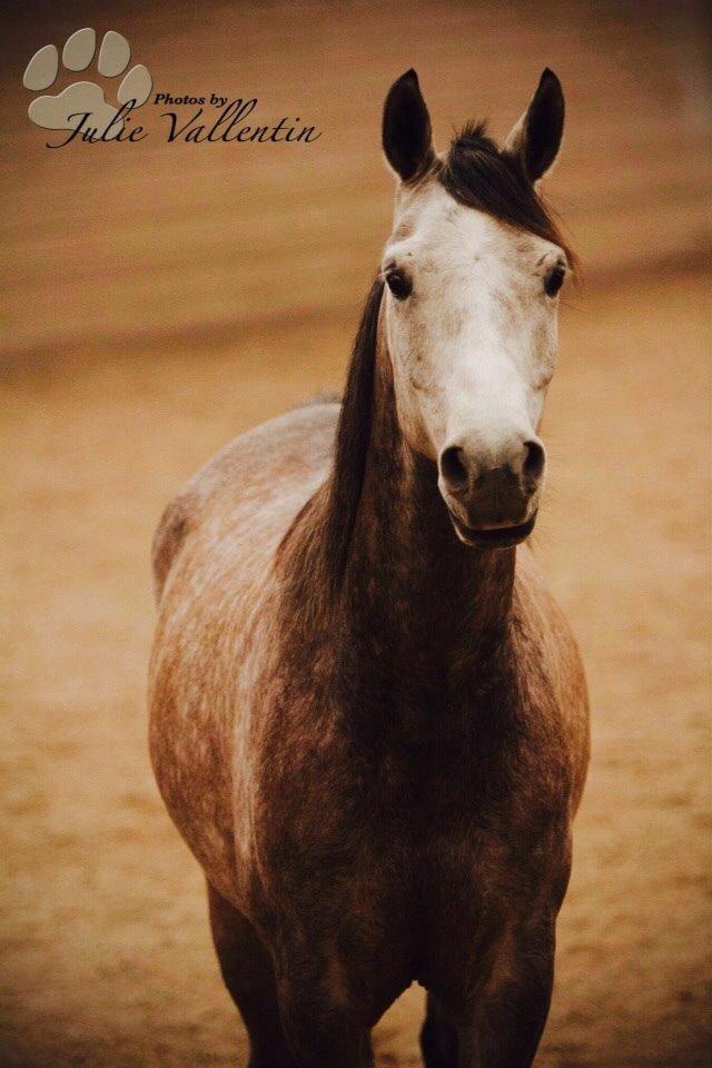 Arabisk fuldblod (OX) Ihh Sejt billede 20