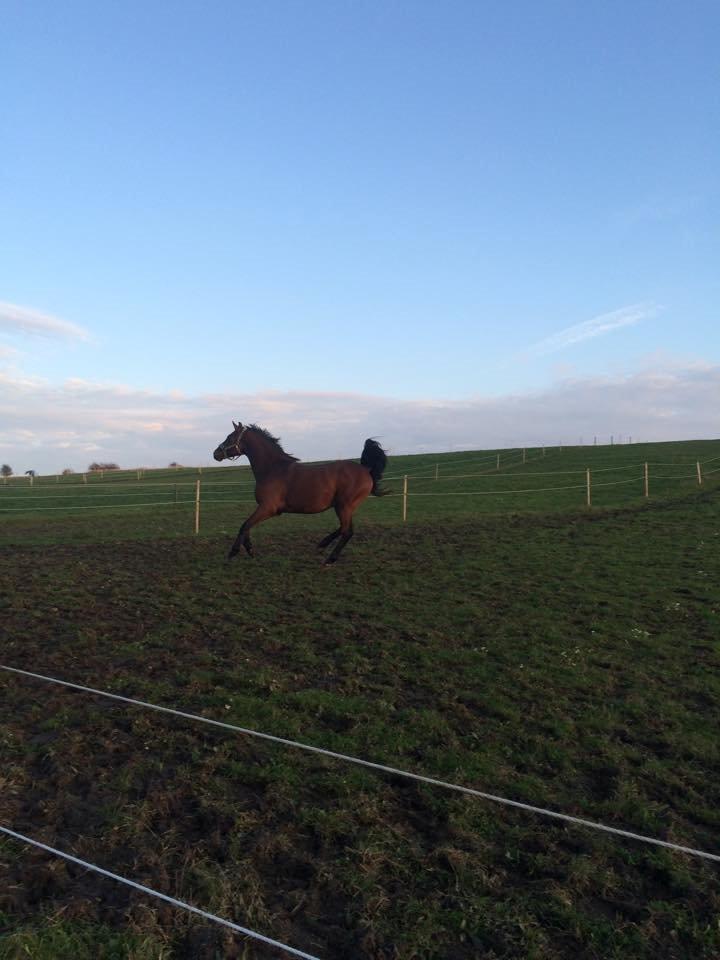 Dansk Varmblod Lacor HH (Solgt) billede 3