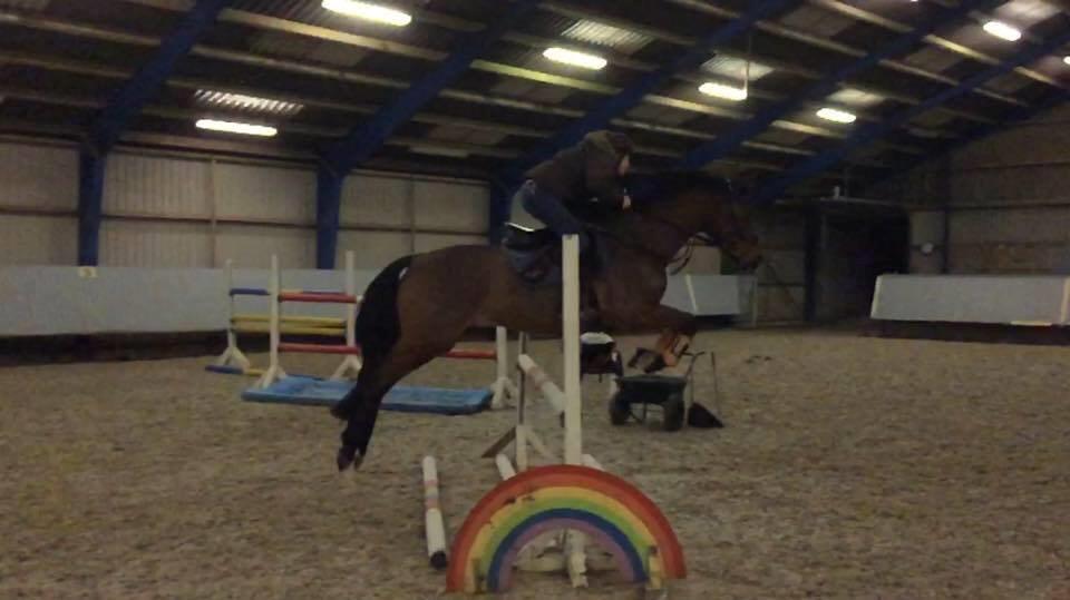 Dansk Varmblod Lacor HH (Solgt) billede 1