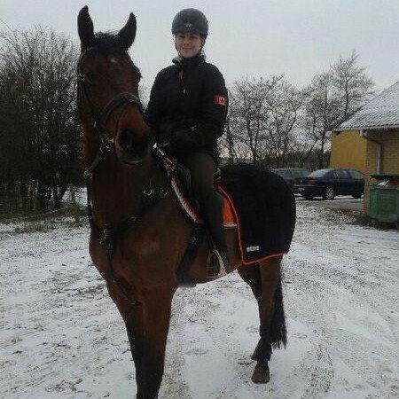 Dansk Varmblod Lacor HH (Solgt) billede 2