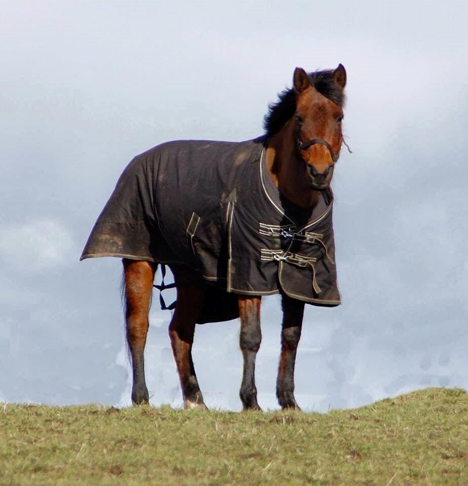 Anden særlig race Holly billede 19