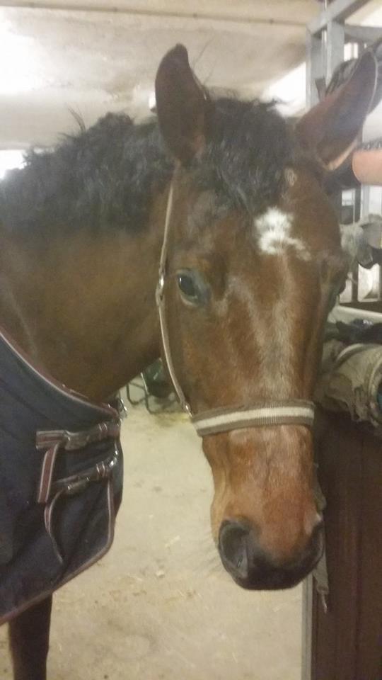 Dansk Varmblod Lacor HH (Solgt) billede 4