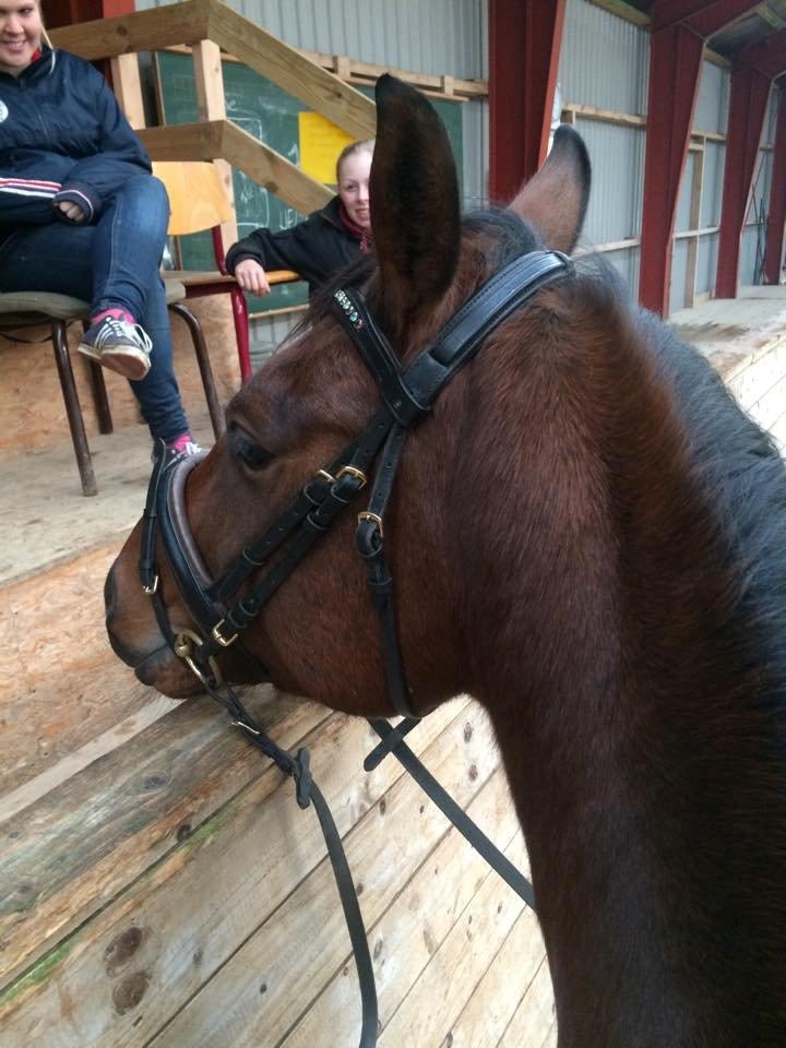 Dansk Varmblod Lacor HH (Solgt) billede 5