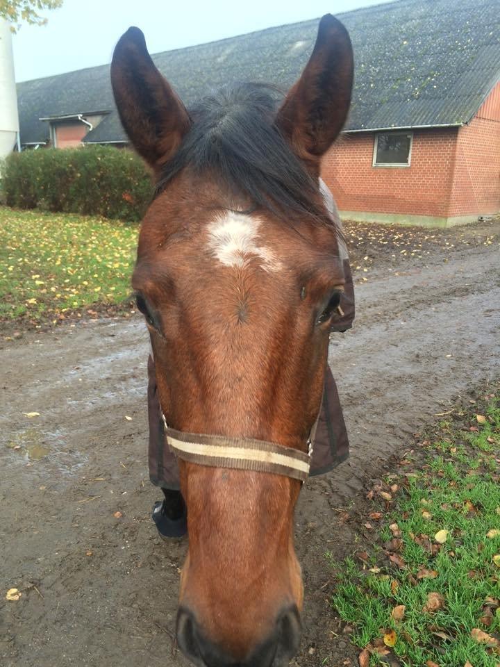 Dansk Varmblod Lacor HH (Solgt) billede 7