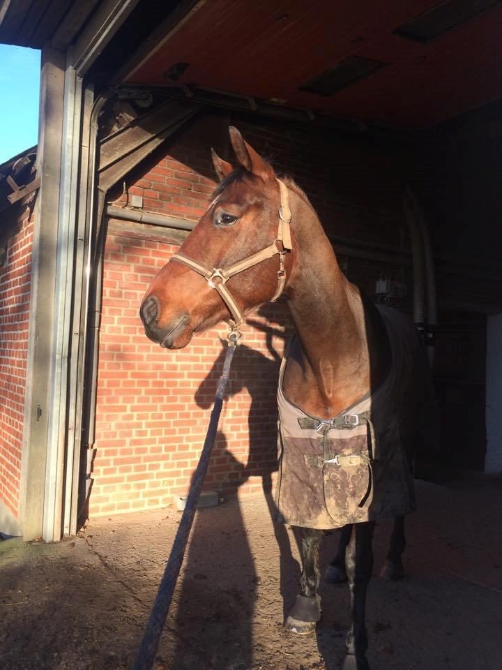 Dansk Varmblod Lacor HH (Solgt) billede 8