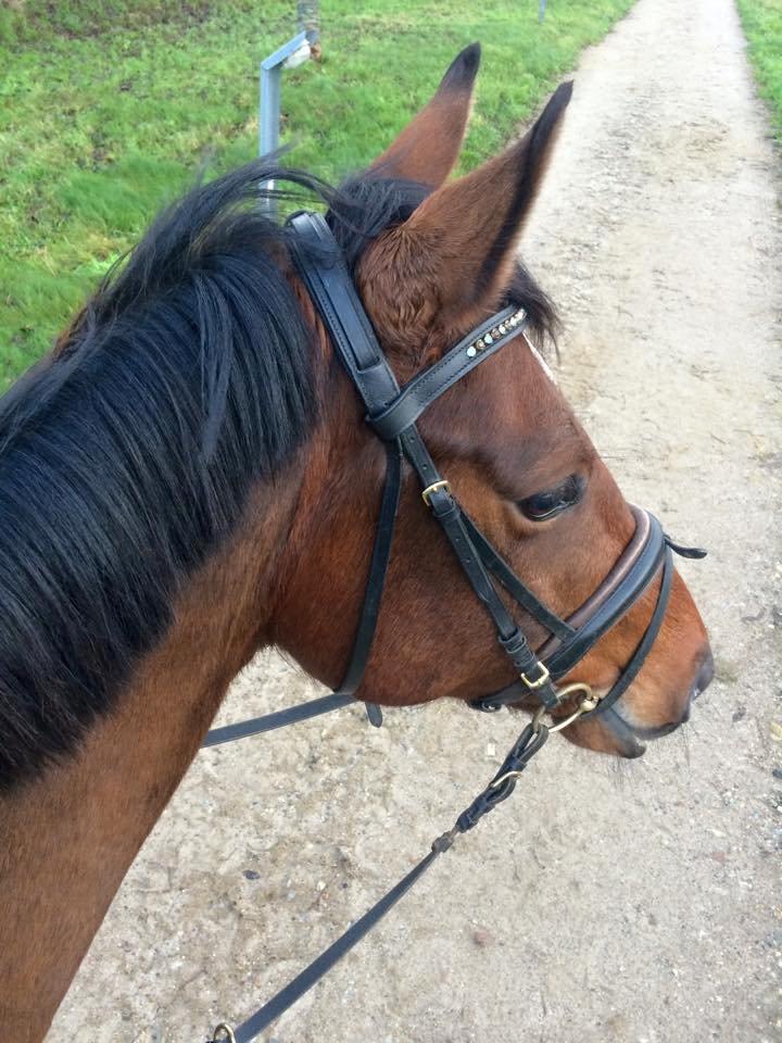 Dansk Varmblod Lacor HH (Solgt) billede 6