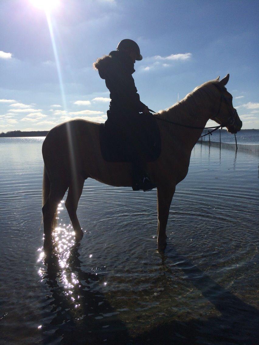 Palomino Felix billede 13