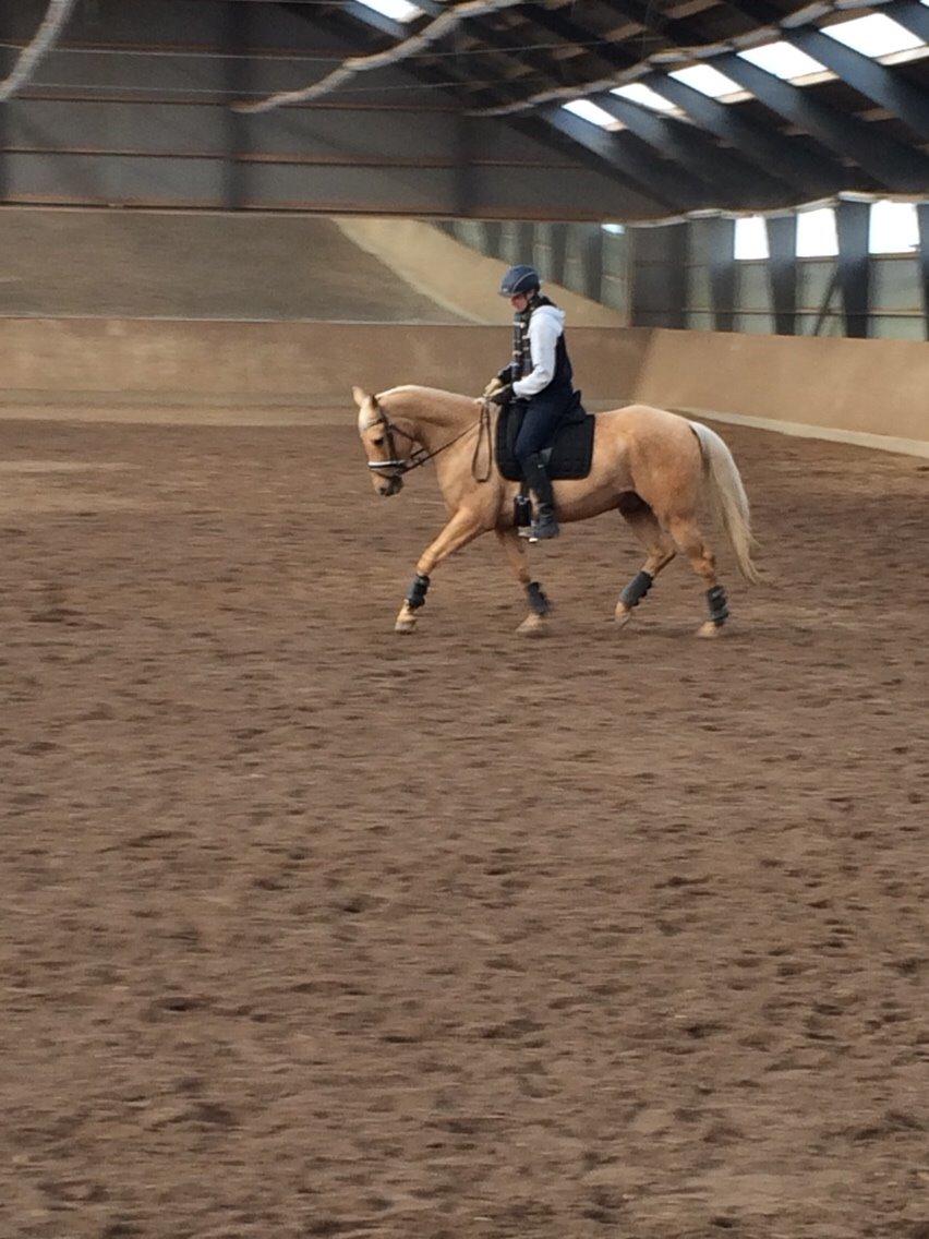 Palomino Felix billede 16