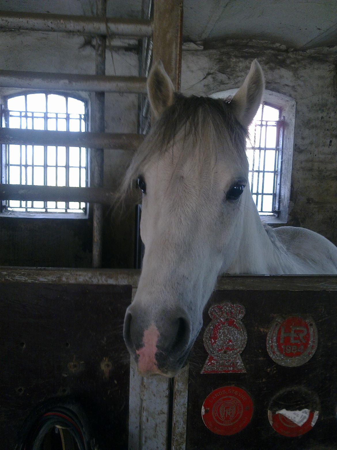 Welsh Pony (sec B) Korreborgs Rollo * SOLGT* billede 11