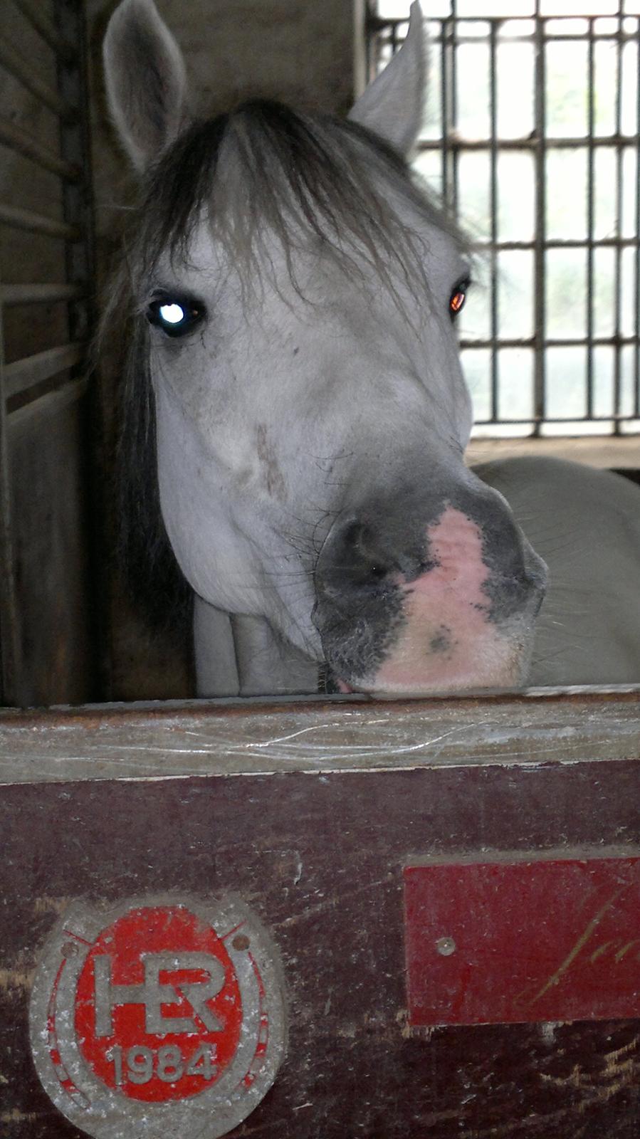 Welsh Pony (sec B) Korreborgs Rollo * SOLGT* billede 8