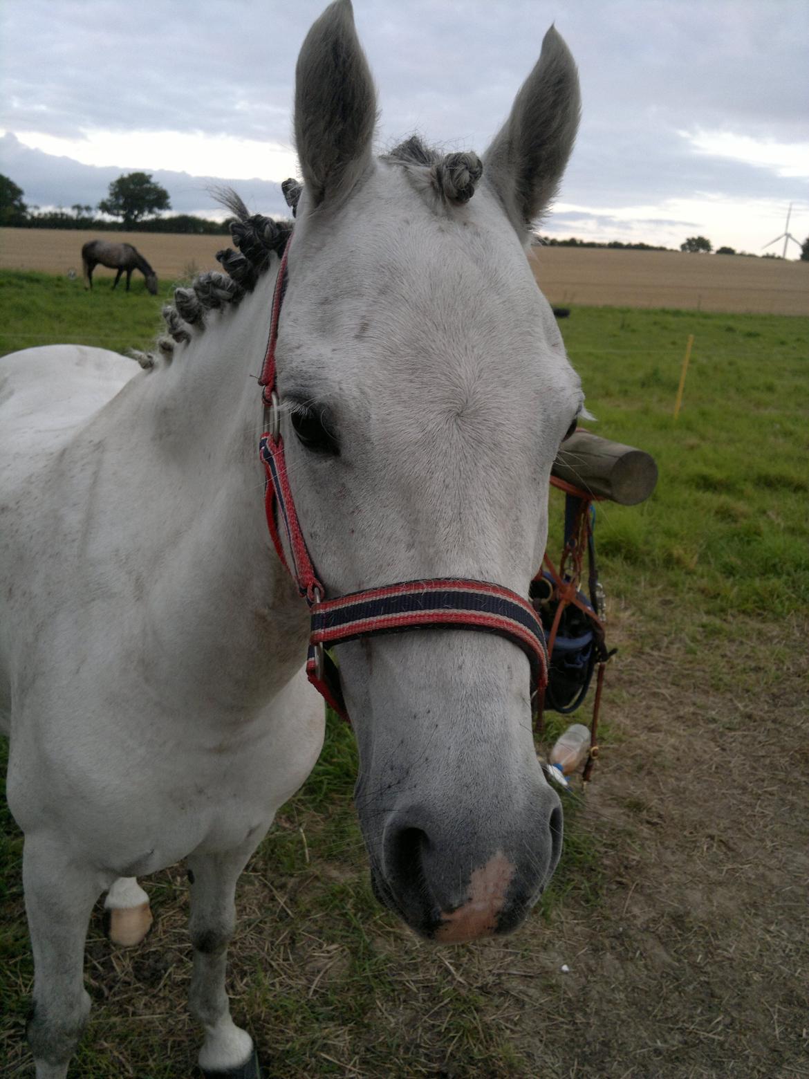 Welsh Pony (sec B) Korreborgs Rollo * SOLGT* billede 9