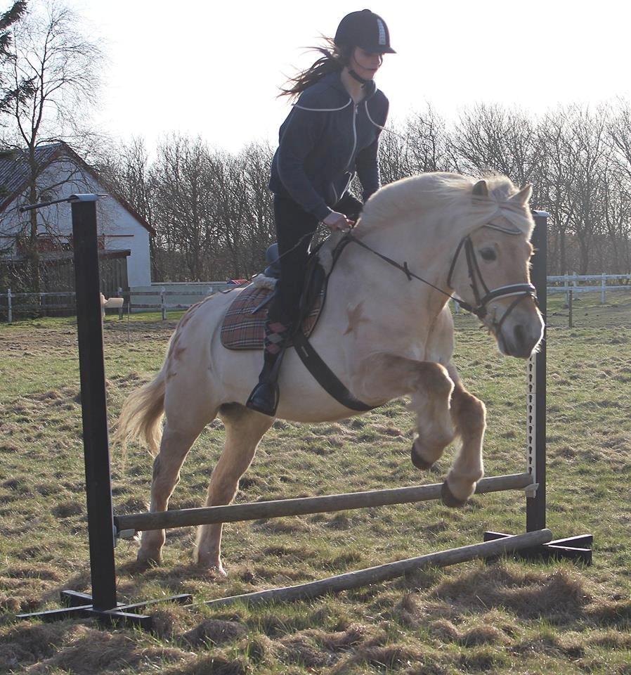 Fjordhest Vængets Mirabel billede 14