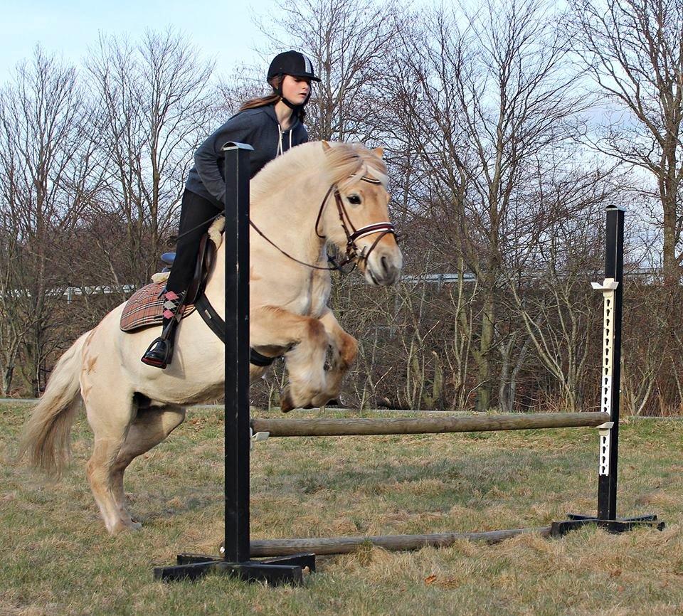 Fjordhest Vængets Mirabel billede 15