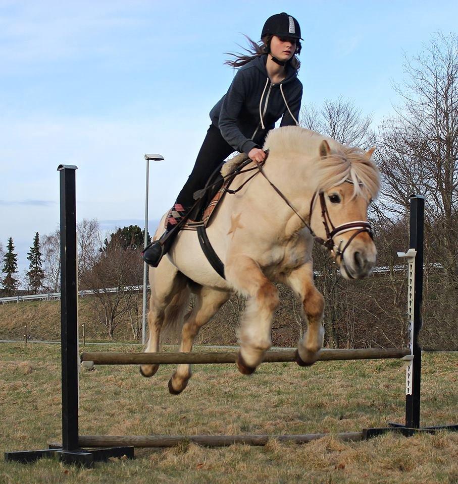 Fjordhest Vængets Mirabel billede 16