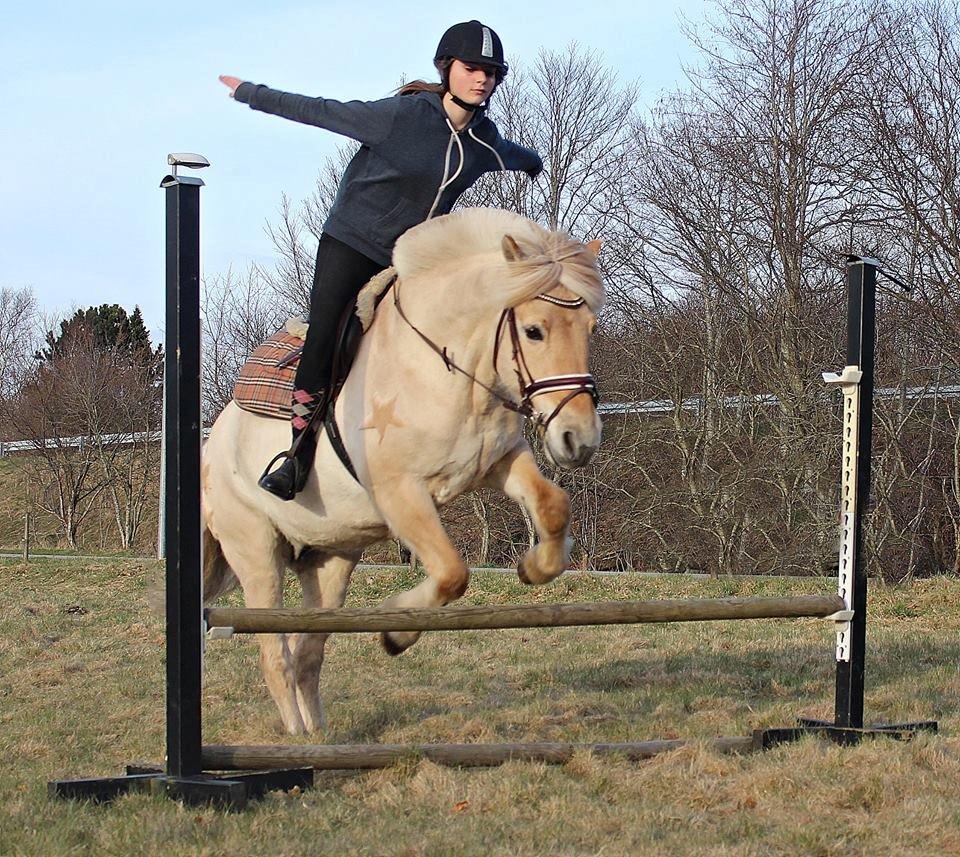 Fjordhest Vængets Mirabel billede 19