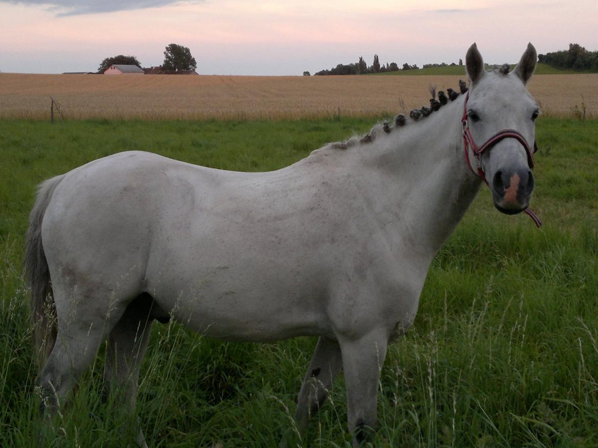 Welsh Pony (sec B) Korreborgs Rollo * SOLGT* billede 3