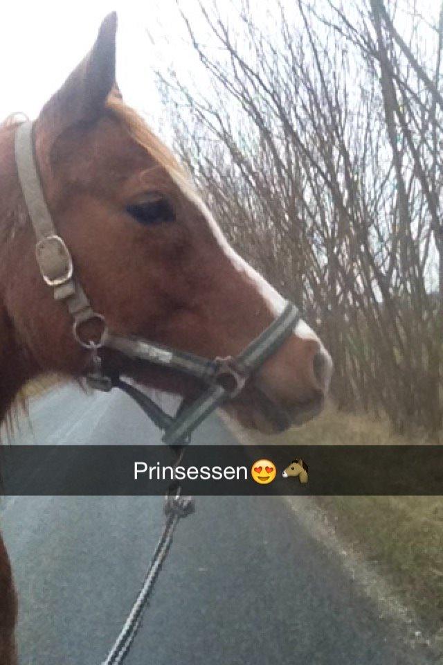 Arabisk fuldblod (OX) Fedra billede 1