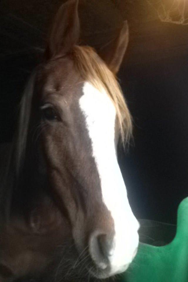 Arabisk fuldblod (OX) Fedra billede 2