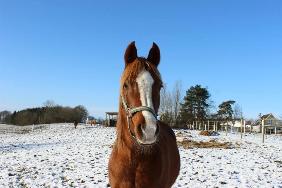 Arabisk fuldblod (OX) Fedra billede 4