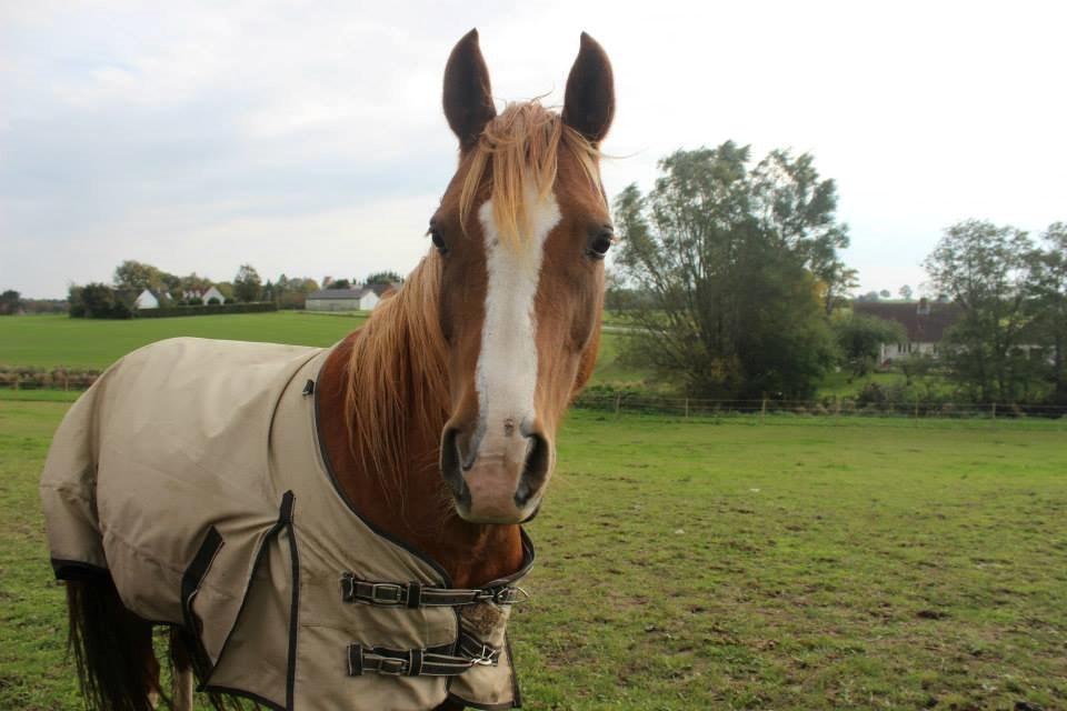 Arabisk fuldblod (OX) Fedra billede 3