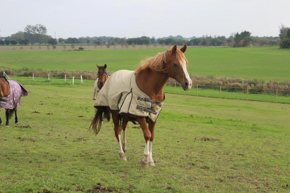 Arabisk fuldblod (OX) Fedra billede 5