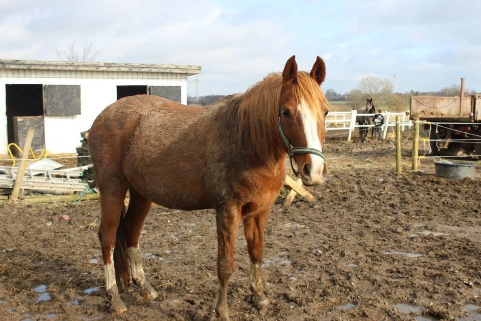 Arabisk fuldblod (OX) Fedra billede 6