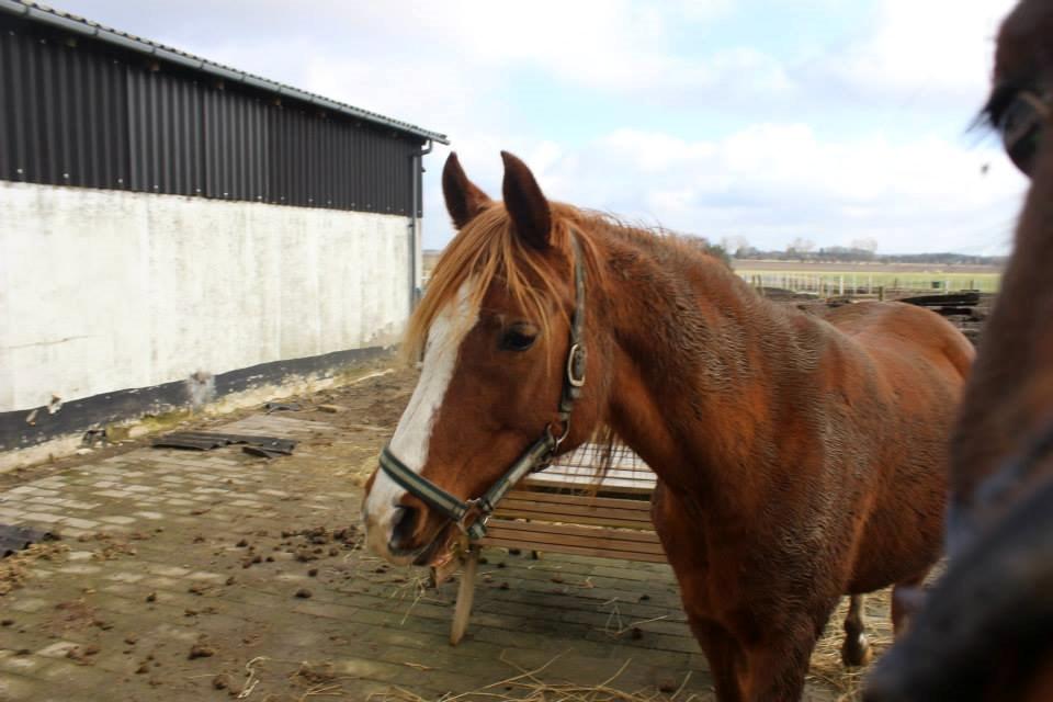 Arabisk fuldblod (OX) Fedra billede 7