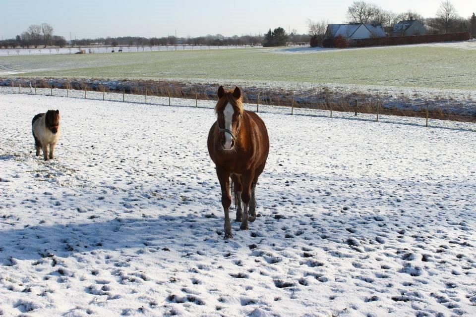 Arabisk fuldblod (OX) Fedra billede 8
