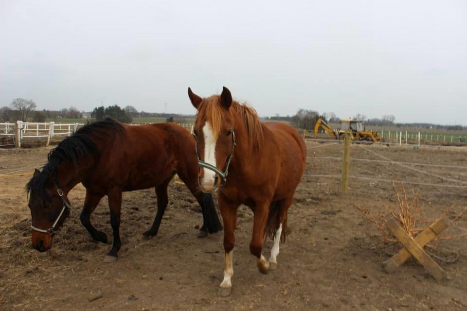 Arabisk fuldblod (OX) Fedra billede 9