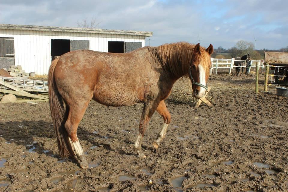 Arabisk fuldblod (OX) Fedra billede 11