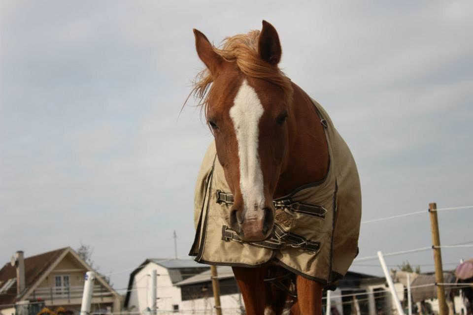 Arabisk fuldblod (OX) Fedra billede 13