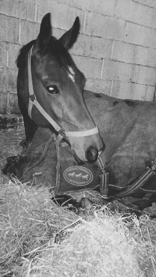 Anden særlig race Indy billede 3