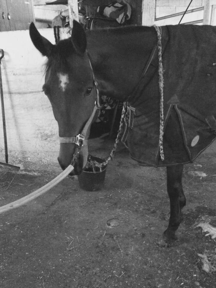 Anden særlig race Indy billede 10