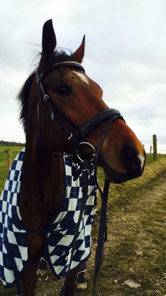 Anden særlig race Indy billede 9