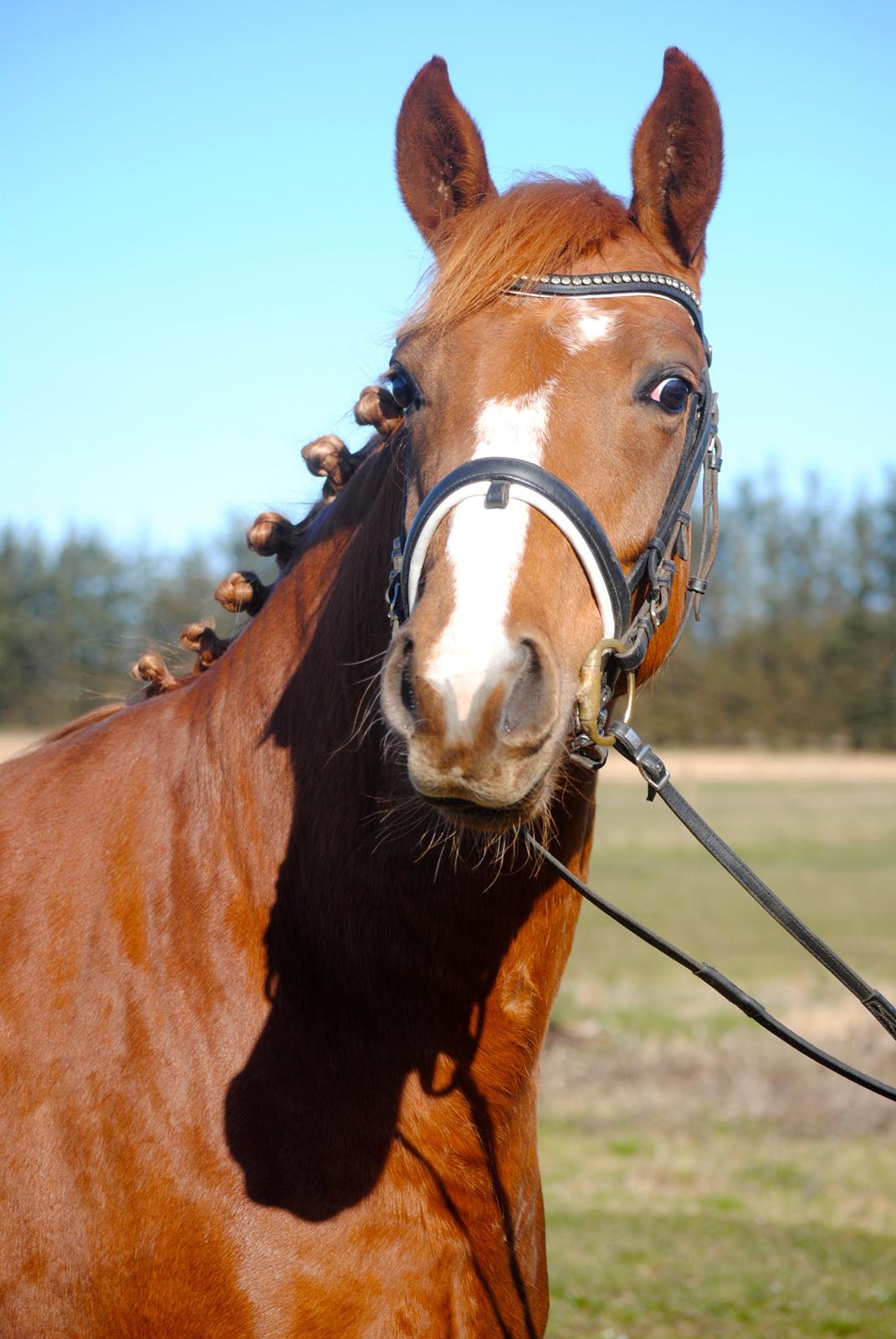 Dansk Varmblod Moselunds Chili - Velkommen Til Chilis profil :) Foto: Anne-Sofie Nielsen billede 1