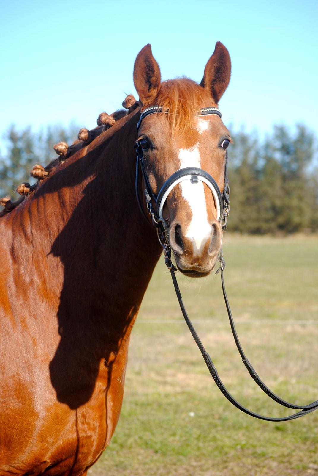 Dansk Varmblod Moselunds Chili - Foto: Anne-Sofie Nielsen billede 4