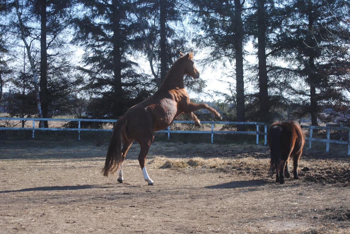 Dansk Varmblod Moselunds Chili - Den kan godt være vild :) Foto: Anne-Sofie Nielsen billede 9