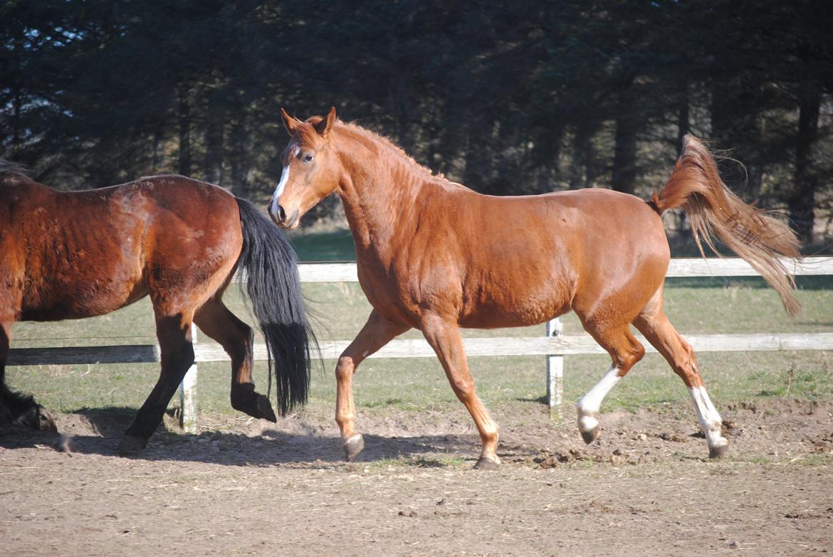 Dansk Varmblod Moselunds Chili - Lækker hest ;) Foto: Anne-Sofie Nielsen billede 12