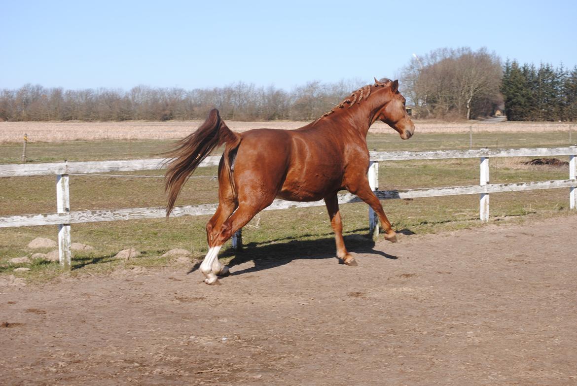 Dansk Varmblod Moselunds Chili - Foto: Anne-Sofie Nielsen billede 13
