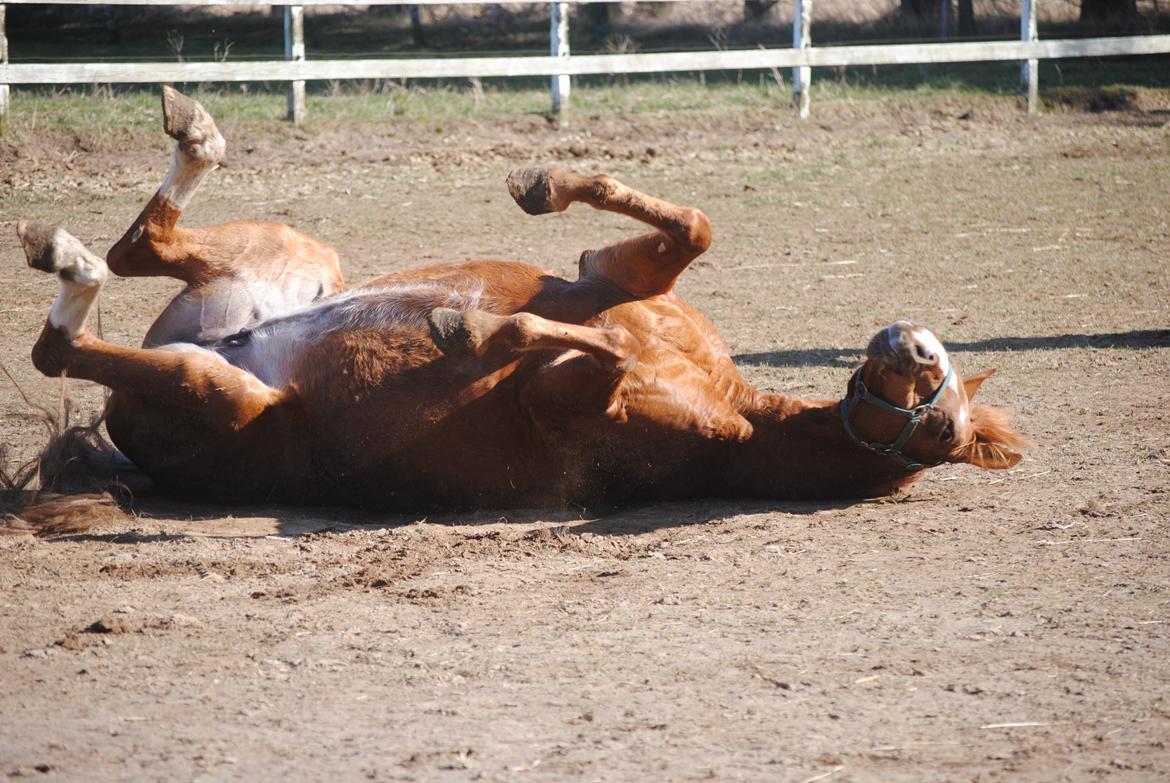 Dansk Varmblod Moselunds Chili - Foto: Anne-Sofie Nielsen  billede 14