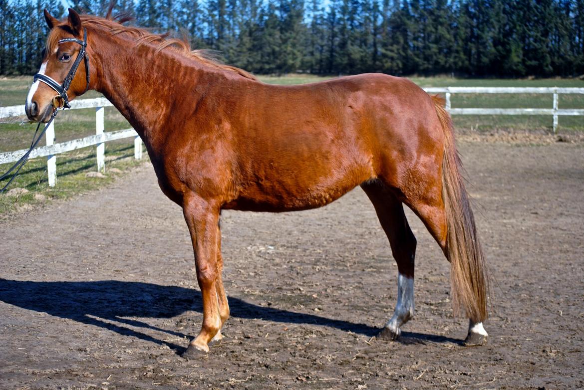 Dansk Varmblod Moselunds Chili - Efter et par måneder med hende :) Foto: Anne-Sofie Nielsen billede 7