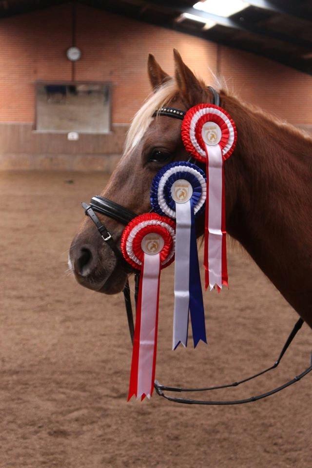 DSP Sunspot billede 2