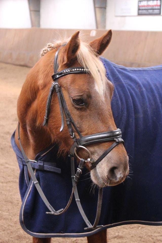 DSP Sunspot billede 27