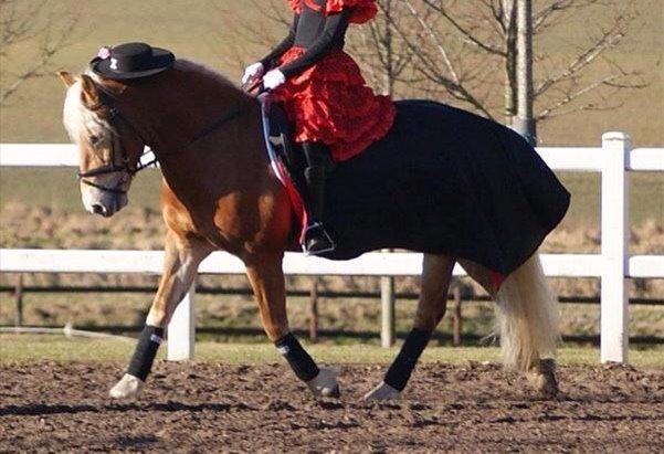 Haflinger Mille Skov billede 27