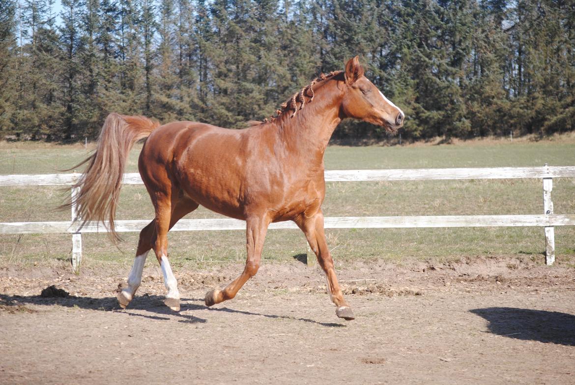 Dansk Varmblod Moselunds Chili - Foto: Anne-Sofie Nielsen  billede 15
