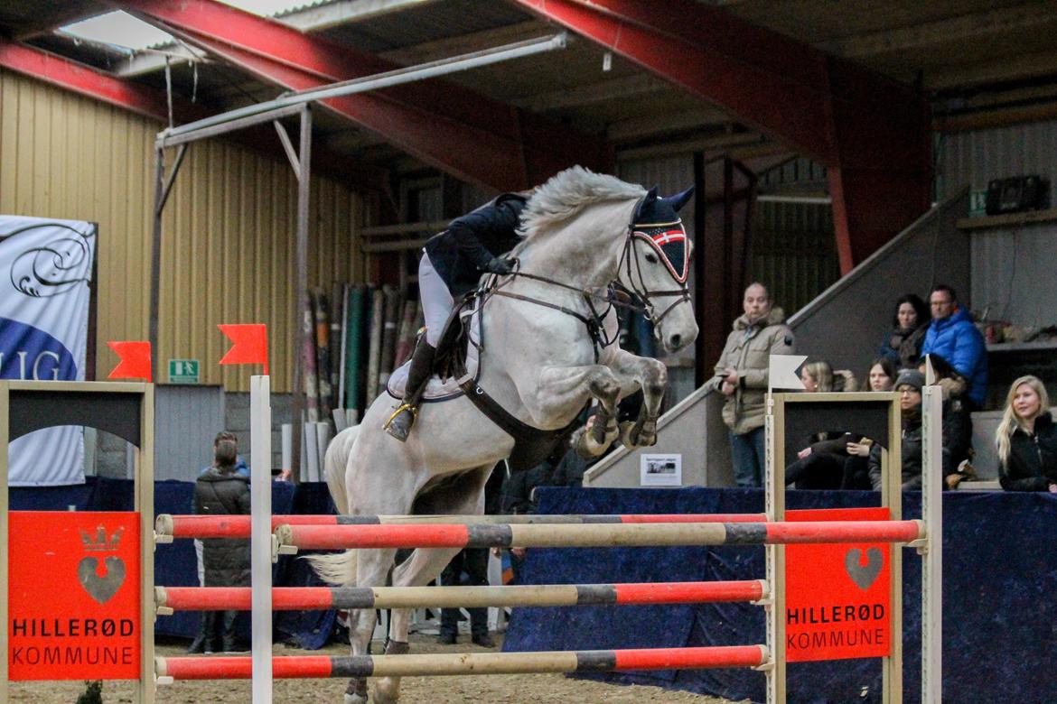 Dansk Varmblod Camari - Fra Mb** i Hillerød til vores første landsstævne billede 1