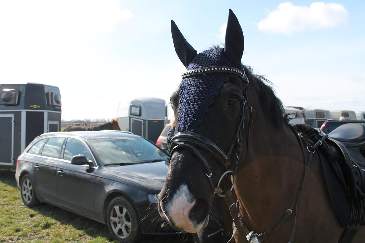 Anden særlig race Horse-Wear's Oktober - Velkommen til Horse-Wear's Oktobers Profil. billede 1