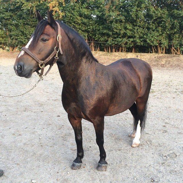 Dartmoor Manze af Vejlebro billede 20