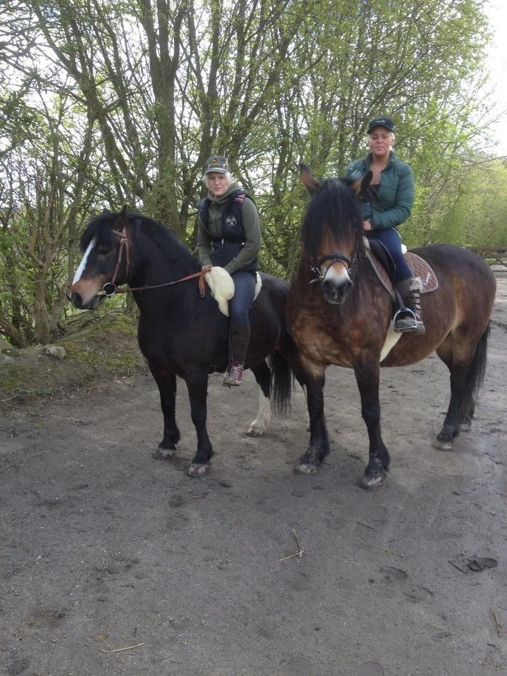 Nordsvensk Skovhest Nanny billede 14